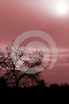 Siluette Tree And a Cloudy Red Sky