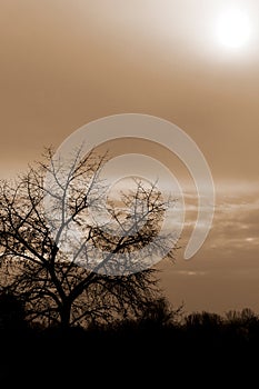 Siluette Tree And a Cloudy Red Sky