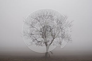 Siluette of a tree in a foggy background