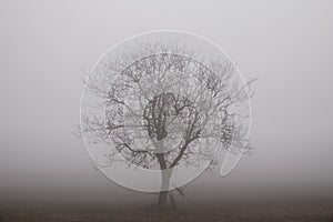 Siluette of a tree in a foggy background