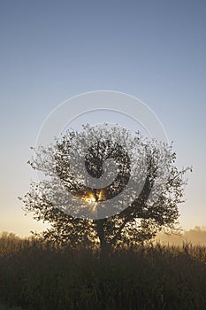 Siluette of a tree on a sunset background