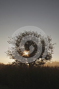 Siluette of a tree on a sunset background