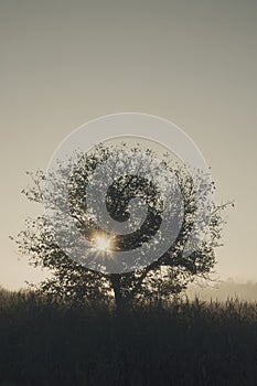 Siluette of a tree on a sunset background