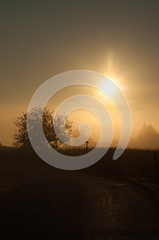 Siluette of a tree on a sunset background