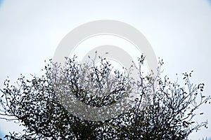 Siluette of a tree on a white background