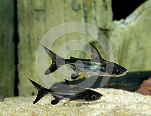 SILURE REQUIN pangasius hypophthalmus