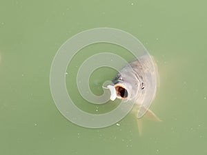 Siluriformes or Nematognathi usually called Catfish eating snacks in a green lake