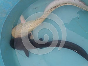 Silurus glanis wels catfish black and white specimen in pool