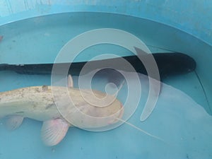 Silurus glanis wels catfish black and white specimen in pool