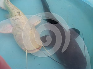 Silurus glanis wels catfish black and white specimen in pool