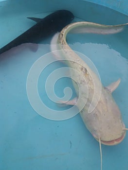 Silurus glanis wels catfish black and white specimen in pool