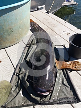 Silurus glanis wels catfish black and white specimen in pool