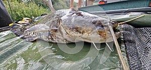 silurus glanis wels catfish catch being measured