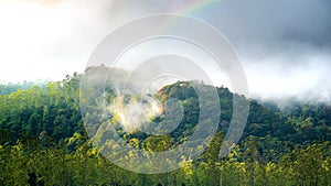 Silvagenitus Cloud Forest with Rainbow on The Top Of it. Mountain Hill Forest on Autumn