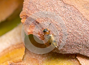 Silvan flat bark beetle, Psammoecus bipunctatus on bark