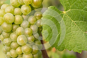 Silvaner grape with leaf of vine