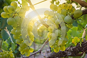 Silvaner ripens in the sun on the sweet lake