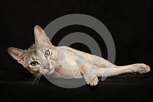 Silver Abyssinian