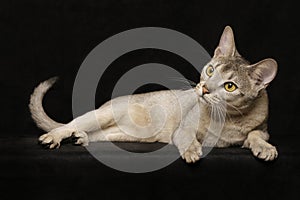 Silver Abyssinian photo