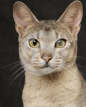 Silver Abyssinian photo