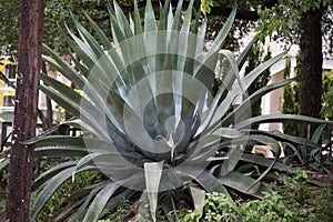 Silver Agave Plant