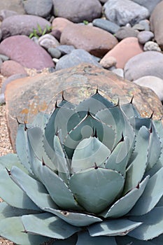 Silver Agave Plant with Rocks for Xeriscaping photo