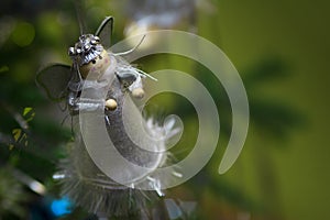 Silver angel on the Christmas tree