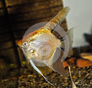 Silver Angelfish swimming in tropical aquarium.