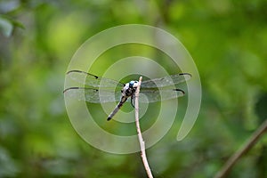 Silver and aqua dragonfly on small tree branch