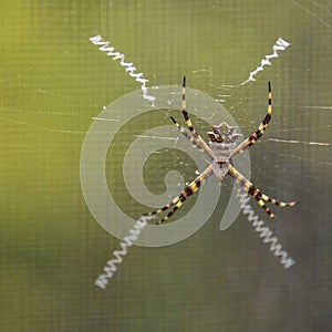 Silver Argiope spider