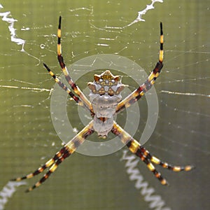 Silver Argiope Spider Closeup