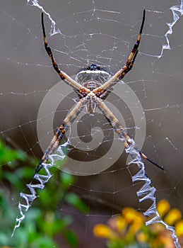 Silver argiope spider hanging from its web near its stabilimenta