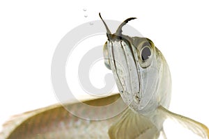 Silver Arowana