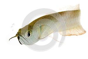 Silver Arowana