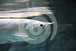 Silver arowana fish close up underwater