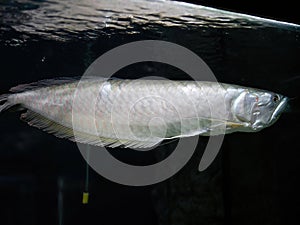 Silver arowana swiming in a river