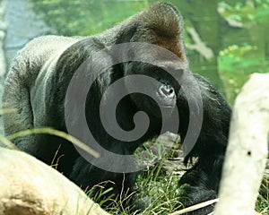 A Silver Back Gorilla