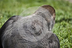 Silver back gorilla