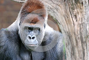 Silver Back Gorilla photo