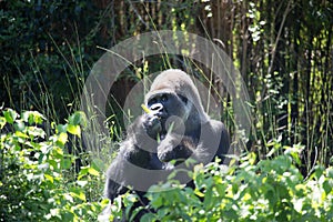 Silver back Gorilla