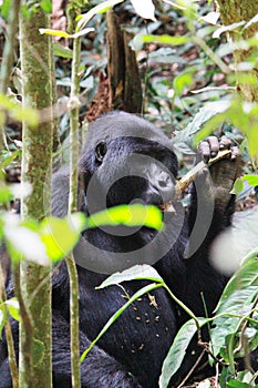 A silver-back Gorilla chewing on a branch in the forest