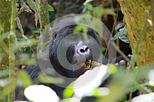 A silver-back Gorilla chewing on a branch in the forest