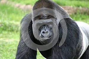 Silver back Gorilla closeup at Fort Worth Zoo