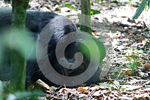 A silver-back Gorilla laying among the leaves in the forest