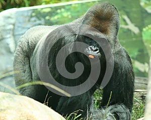 A Silver Back Gorilla with a Piece of Carrot