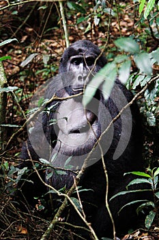 A silver-back Gorilla sitting in the forest