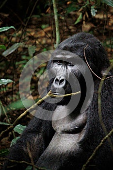 A silver-back Gorilla sitting among the leaves in the forest