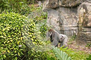 Silver Back Gorilla Standing Up