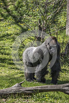 Silver back Gorilla photo