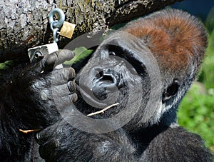 Silver back gorillas